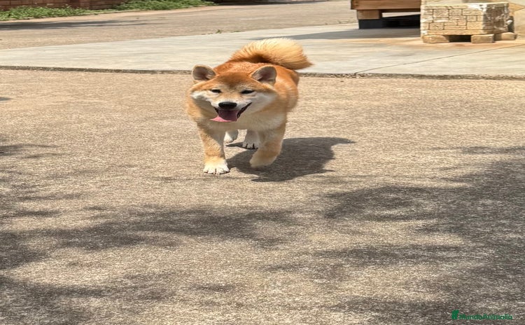 Shiba Inu perros - Propaganda 2