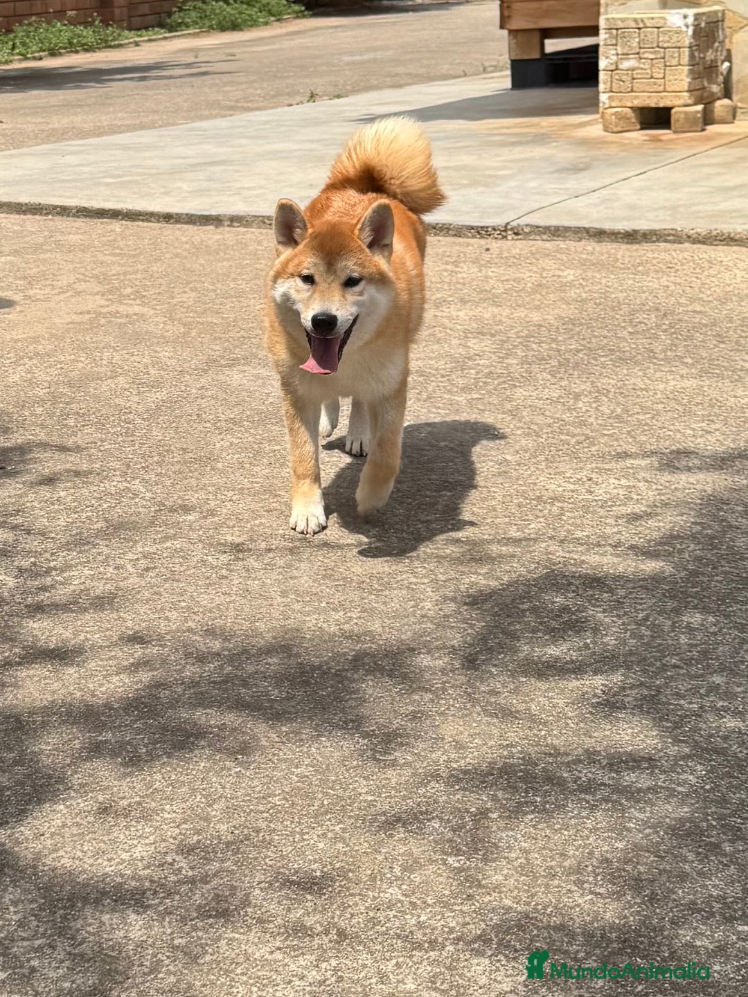 Shiba Inu perros en venta: Shiba Inu - Imagen 1