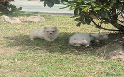 Spitz pequeño - Kleinspitz perros en venta: Kleinspitz pomerania  - Imagen 8