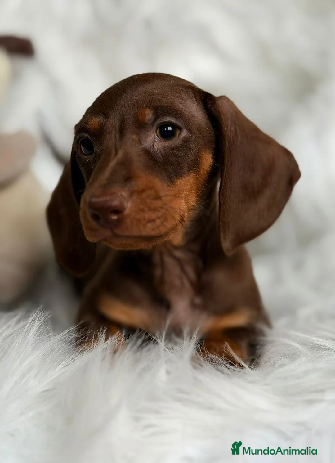 Teckel Miniatura perros en venta: CAMADA DE TECKEL MINIATURA - Anuncio 6