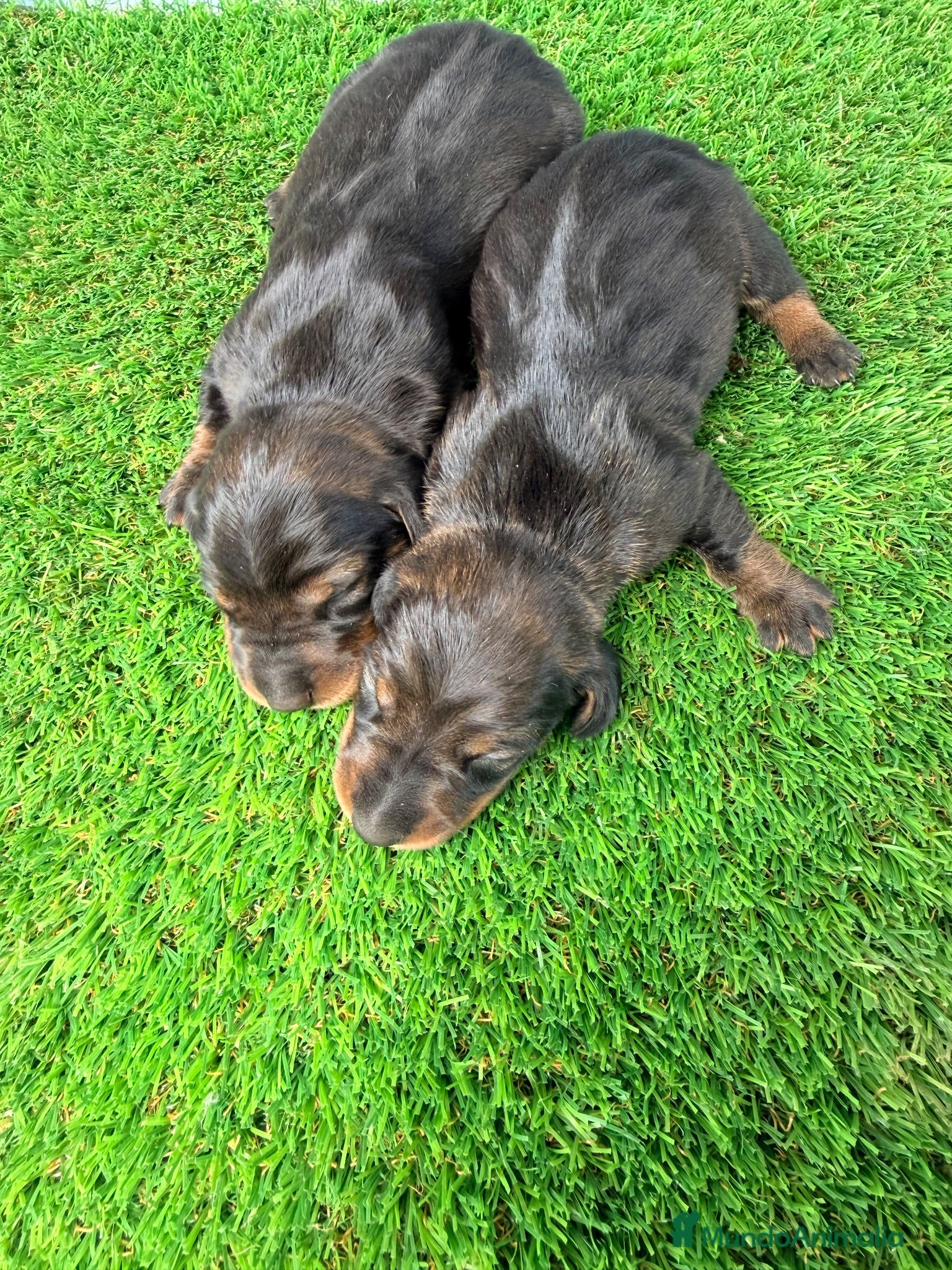 Teckel Miniatura perros TECKEL MINIATURA  - Anuncio 1