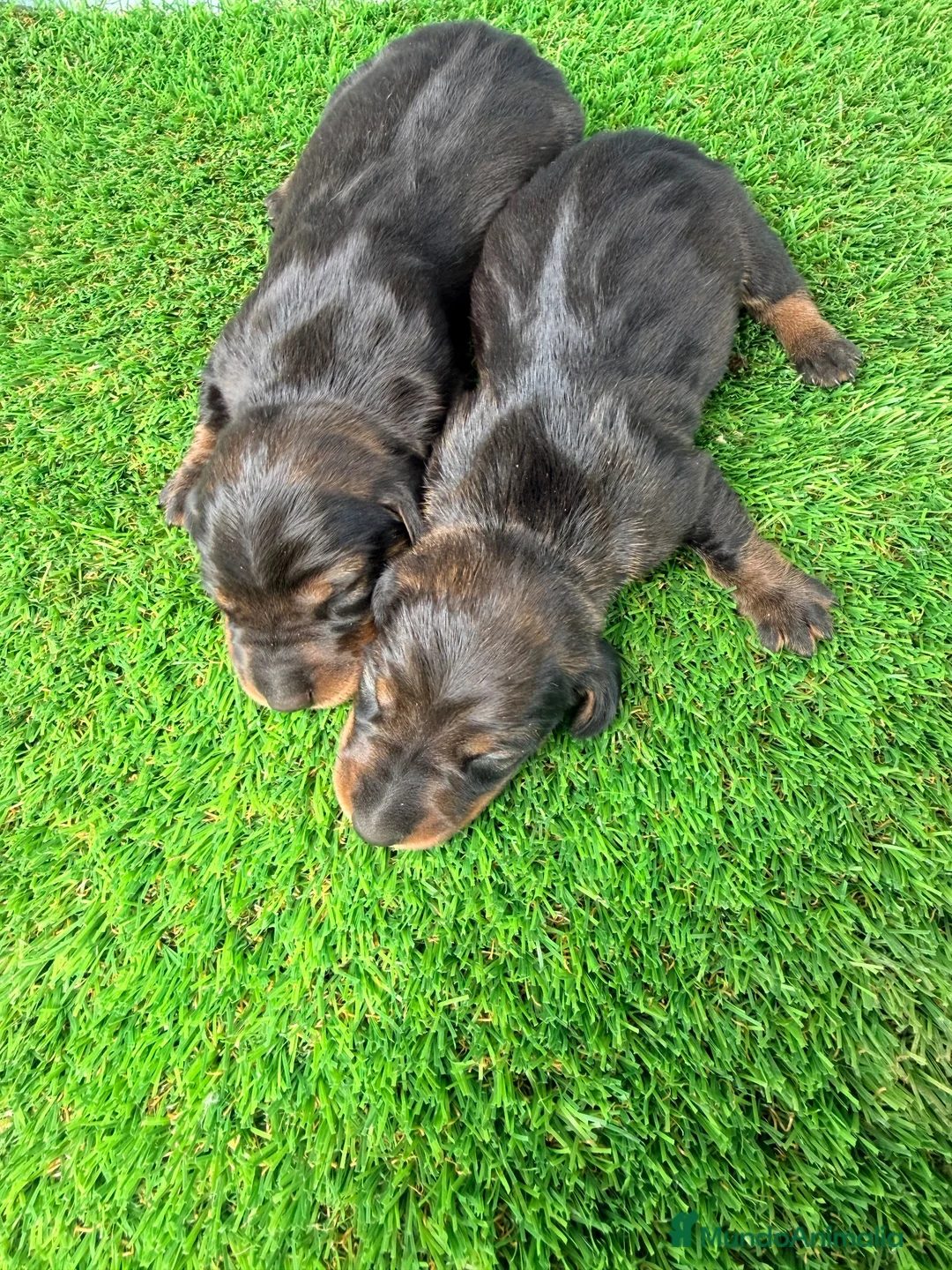 Teckel Miniatura perros en venta: TECKEL MINIATURA  - Anuncio 1