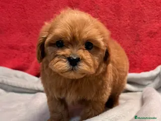 Shihpoo perros ShihPoo Cachorritos dorados y rojos - Anuncio 2