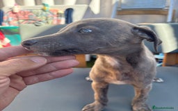 Whippet perros en venta: Whippet VERDINO  - Imagen 7