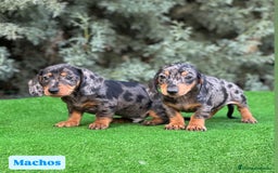 Teckel Miniatura perros en venta: Teckel mini varios colores - Imagen 4