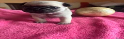 Carlino - Pug perros en venta: Cachorros de carlino  - Anuncio 9