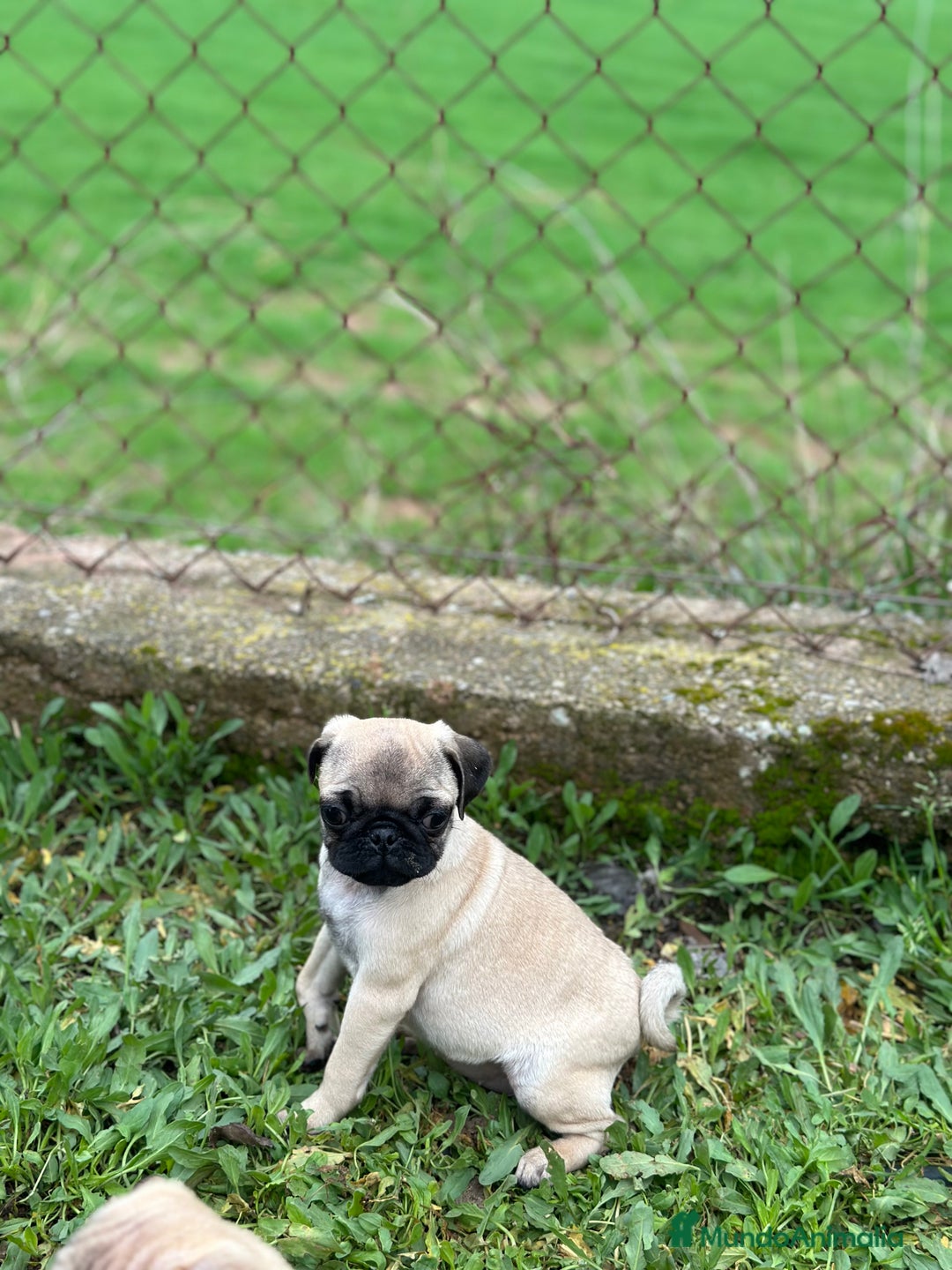 Carlino - Pug perros en venta: CARLINO PUG ARENA MACHO DISPONIBLE en Barcelona - Imagen 4