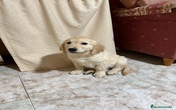 Golden Retriever perros en venta: Golden retrivier  - Imagen 1