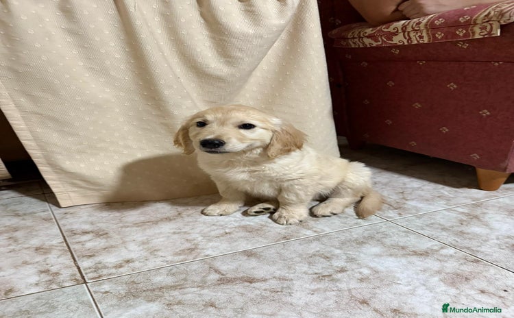 Golden Retriever perros - Anuncio 2