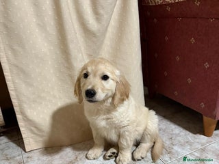 Golden Retriever perros - Anuncio 1