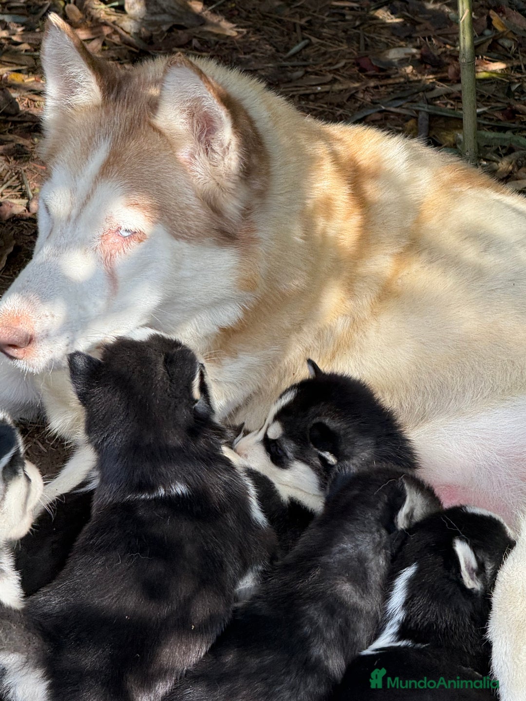 Imagen de galería {{count}}