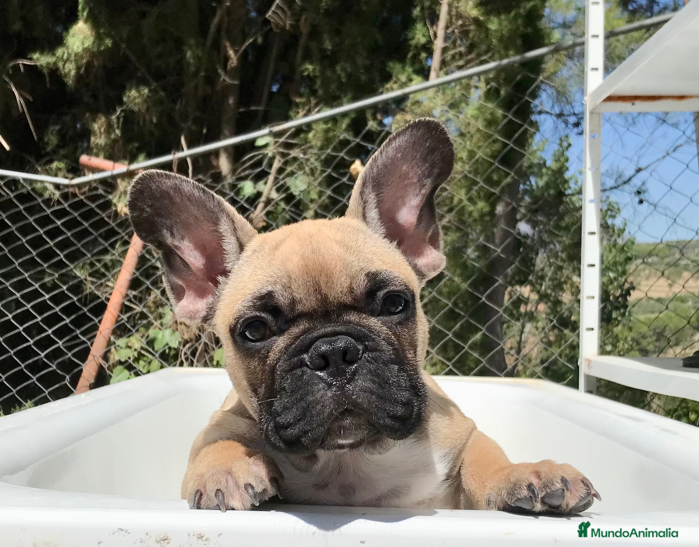 Bulldog Francés perros Bulldog francés fawn - Anuncio 1