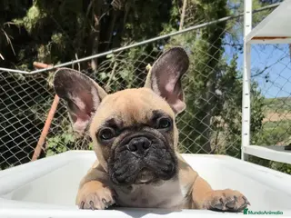 Bulldog Francés perros Bulldog francés fawn - Anuncio 22