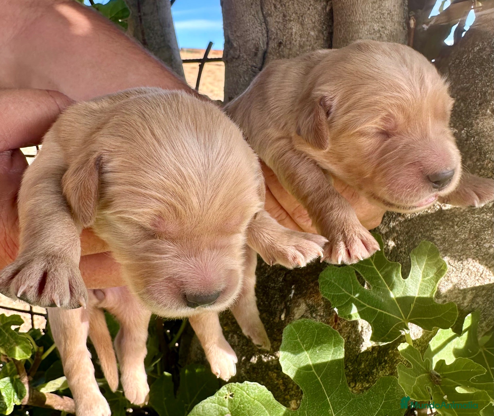 Golden Retriever perros GOLDEN RETREVIER - Anuncio 1