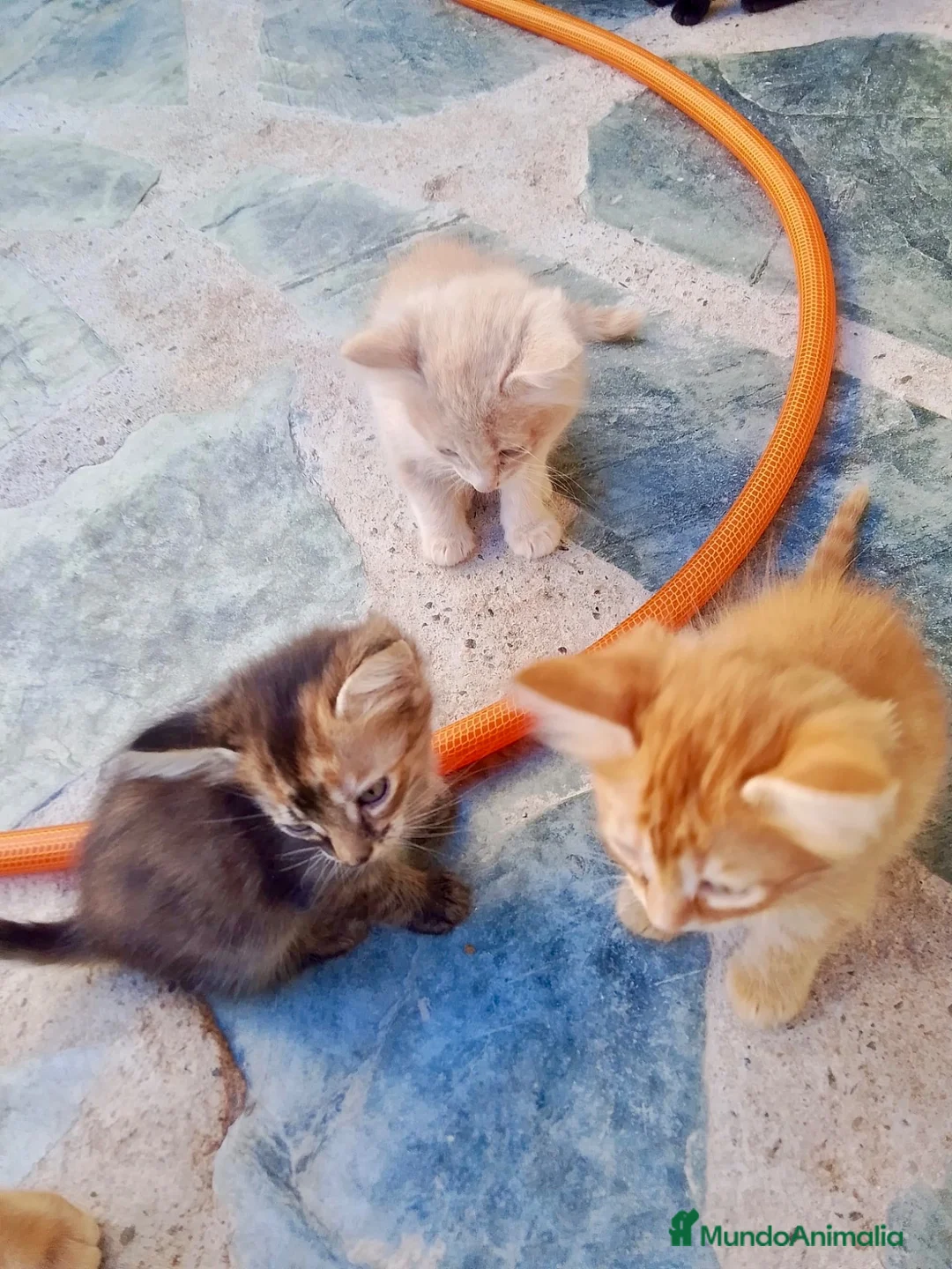 Raza Mixta gatos en venta: Camada de Gatitos  - Anuncio 4