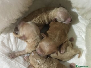 Maltipoo perros en Madrid - Anuncio 4