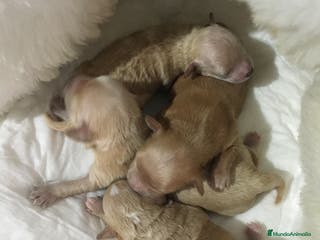 Maltipoo perros MALTIPOO APRICOT Y ROJOS en Madrid - Anuncio 8