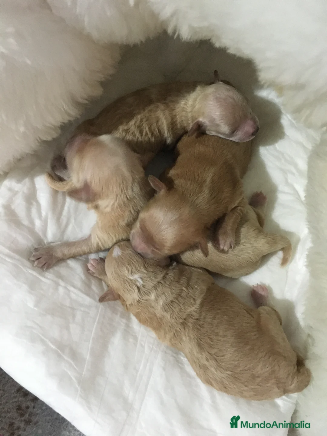 Maltipoo perros en venta: MALTIPOO APRICOT Y ROJOS en Madrid - Anuncio 1