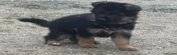 Pastor Alemán perros en venta: pastor alemán belleza alto standing - Anuncio 14