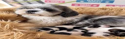 Shih Tzu perros en venta: SHIH TZU DISPONIBLES CALIDAD - Anuncio 2