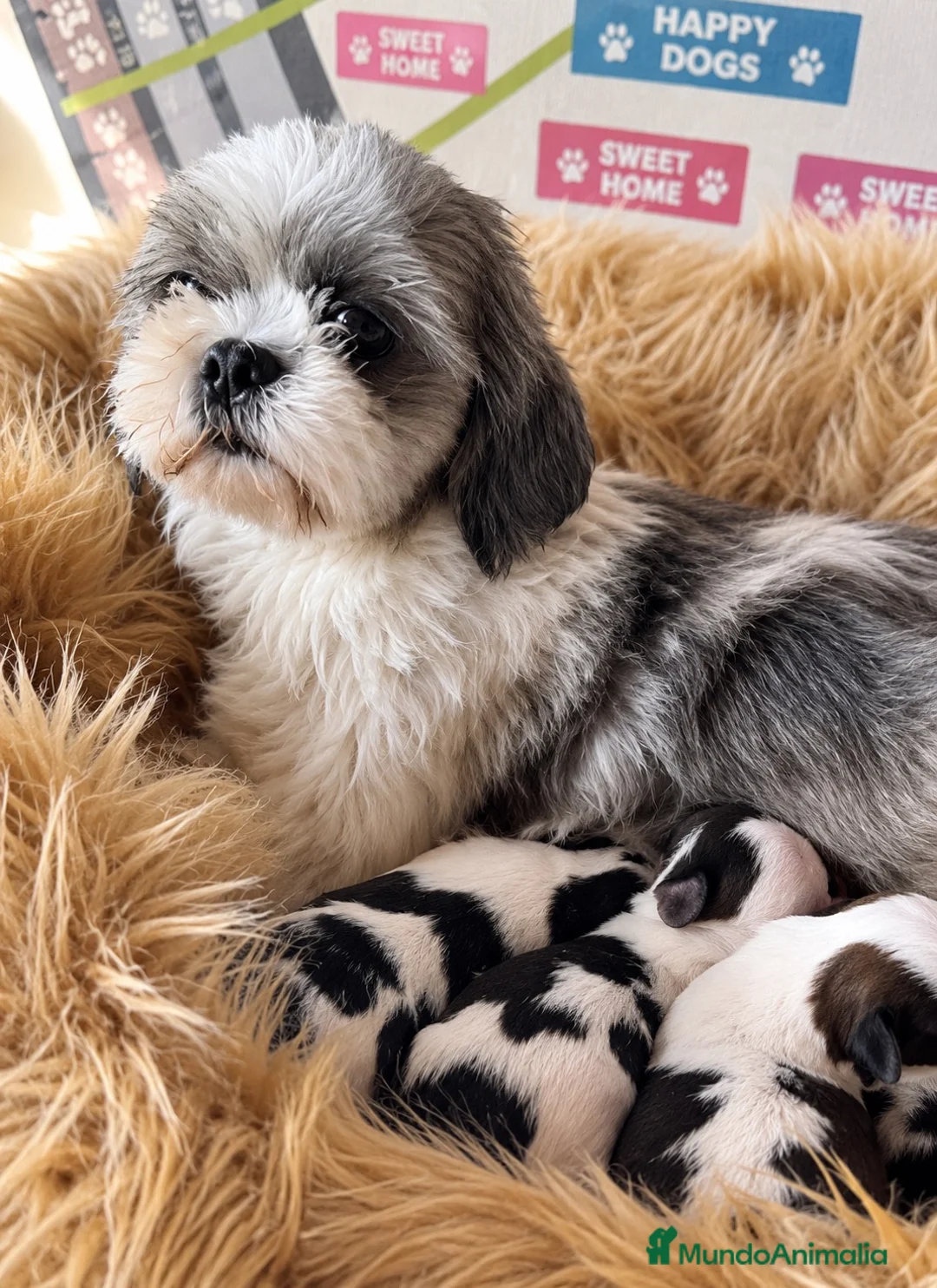 Shih Tzu perros en venta: SHIH TZU DISPONIBLES CALIDAD - Anuncio 2