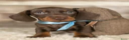 Teckel perros en venta: TECKEL MINIATURA Y KANINCHEN  - Anuncio 5