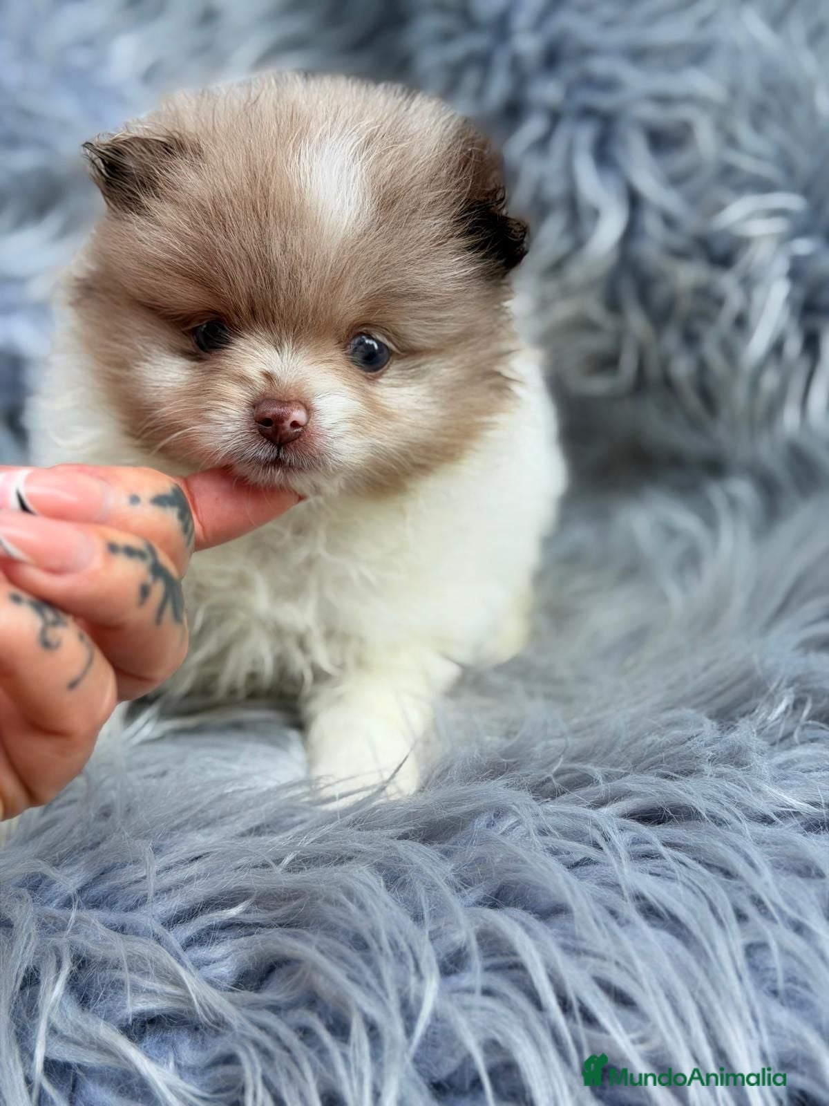 Pomerania perros POMERANIA - Anuncio 4