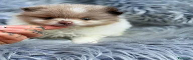Pomerania 1
