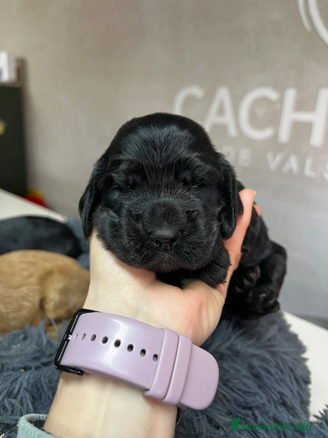Cocker Spaniel Inglés perros en venta: Cocker negro  - Anuncio 2