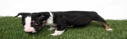 Bull Terrier perros en venta: Bull Terrier  - Anuncio 15