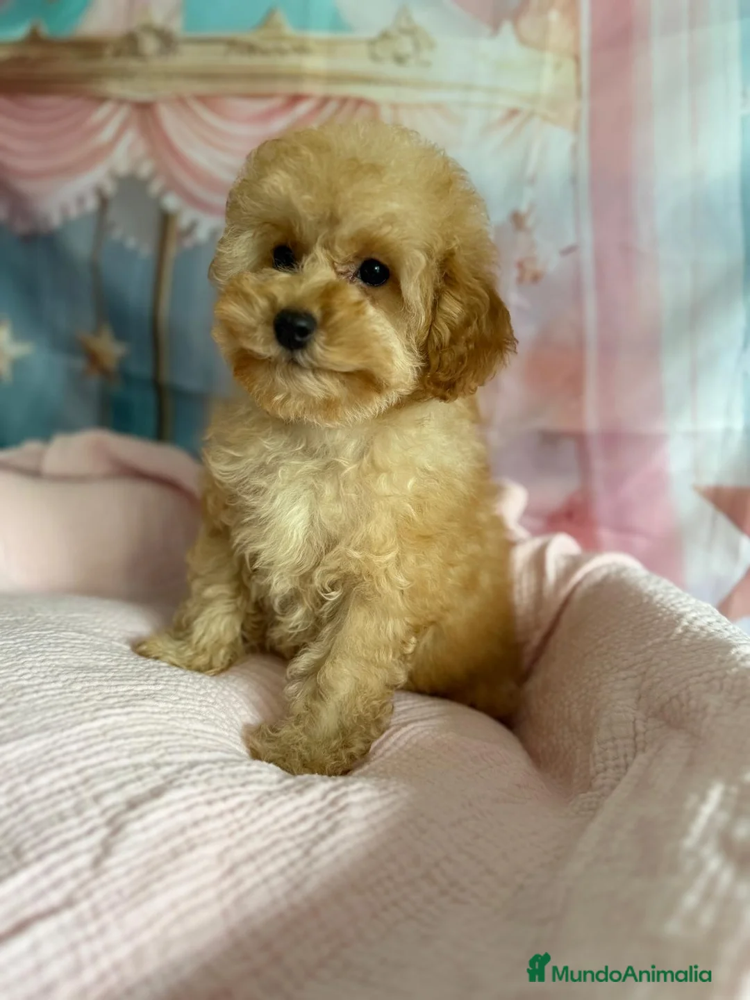 Caniche Toy perros en venta: Caniche toy lista para  entregar muy chiquitina!! - Anuncio 4