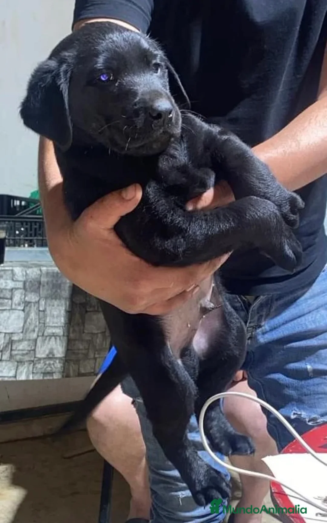 Labrador Retriever perros en venta: Labrador negro disponible 🔥🔥🐶🐾 - Anuncio 2