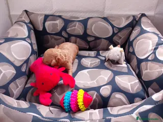 Caniche Toy perros Caniche toy - Anuncio 18