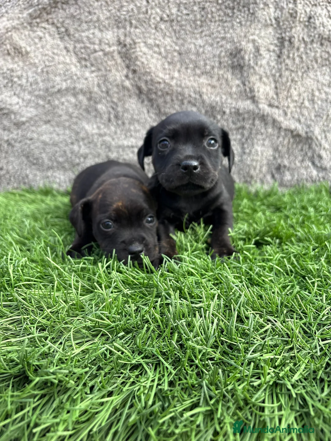 Staffordshire Bull Terrier perros en venta: Cachorros macho hembra Staffordshire Bull Terrier  - Anuncio 6