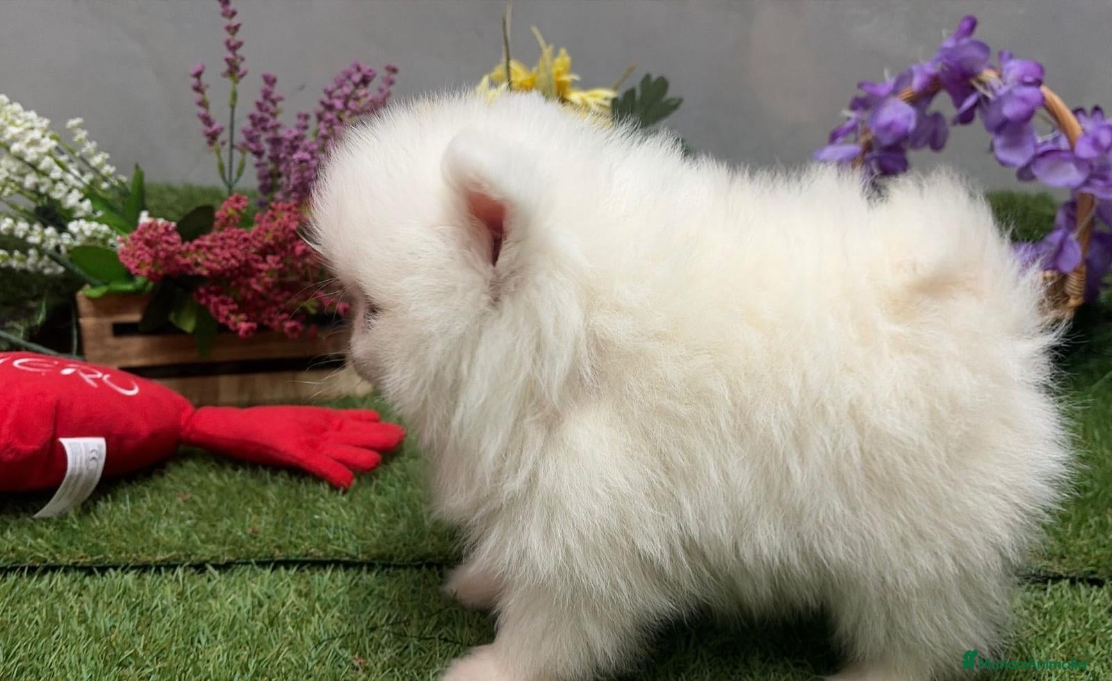 Pomerania perros Pomerania Macho  - Anuncio 2