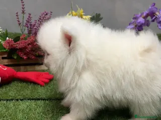 Pomerania perros Pomerania Macho - Anuncio 2