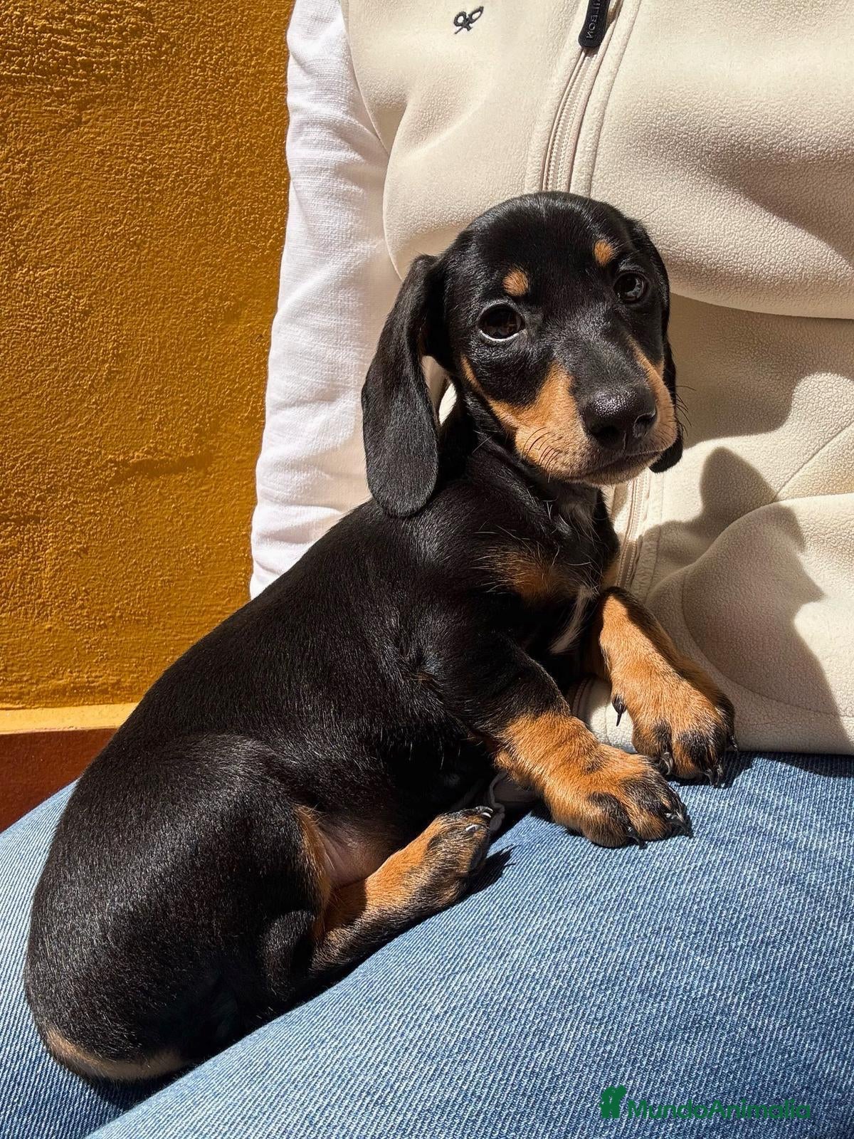 Teckel Miniatura perros Teckel miniatura - Anuncio 35