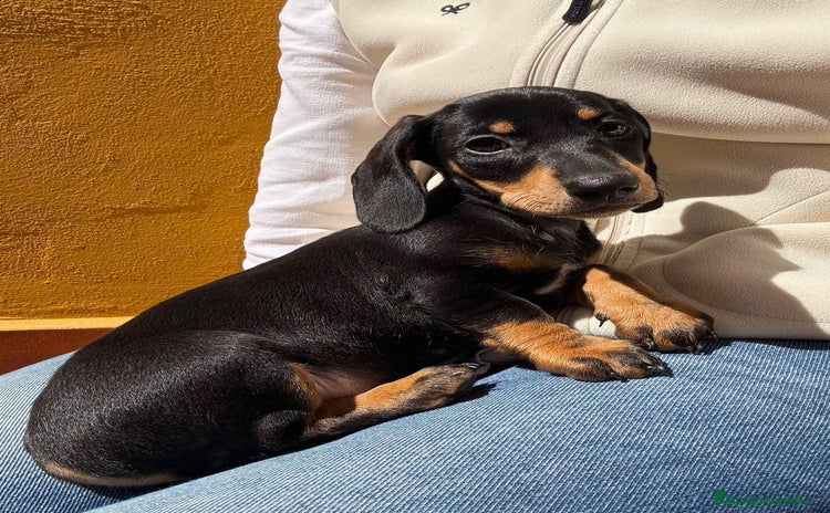 Teckel Miniatura perros - Anuncio 3