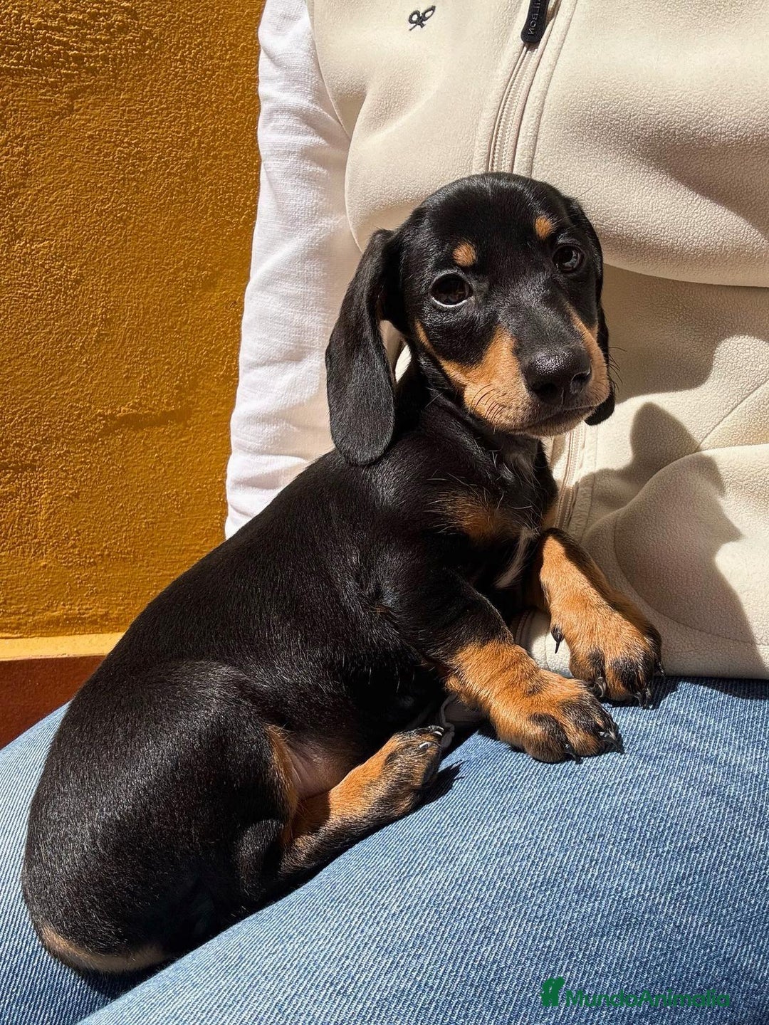 Teckel Miniatura perros en venta: Teckel miniatura - Imagen 1