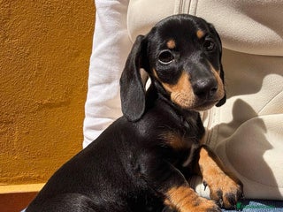 Teckel Miniatura perros - Anuncio 16