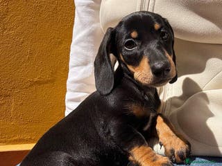 Teckel Miniatura perros Teckel miniatura - Anuncio 17