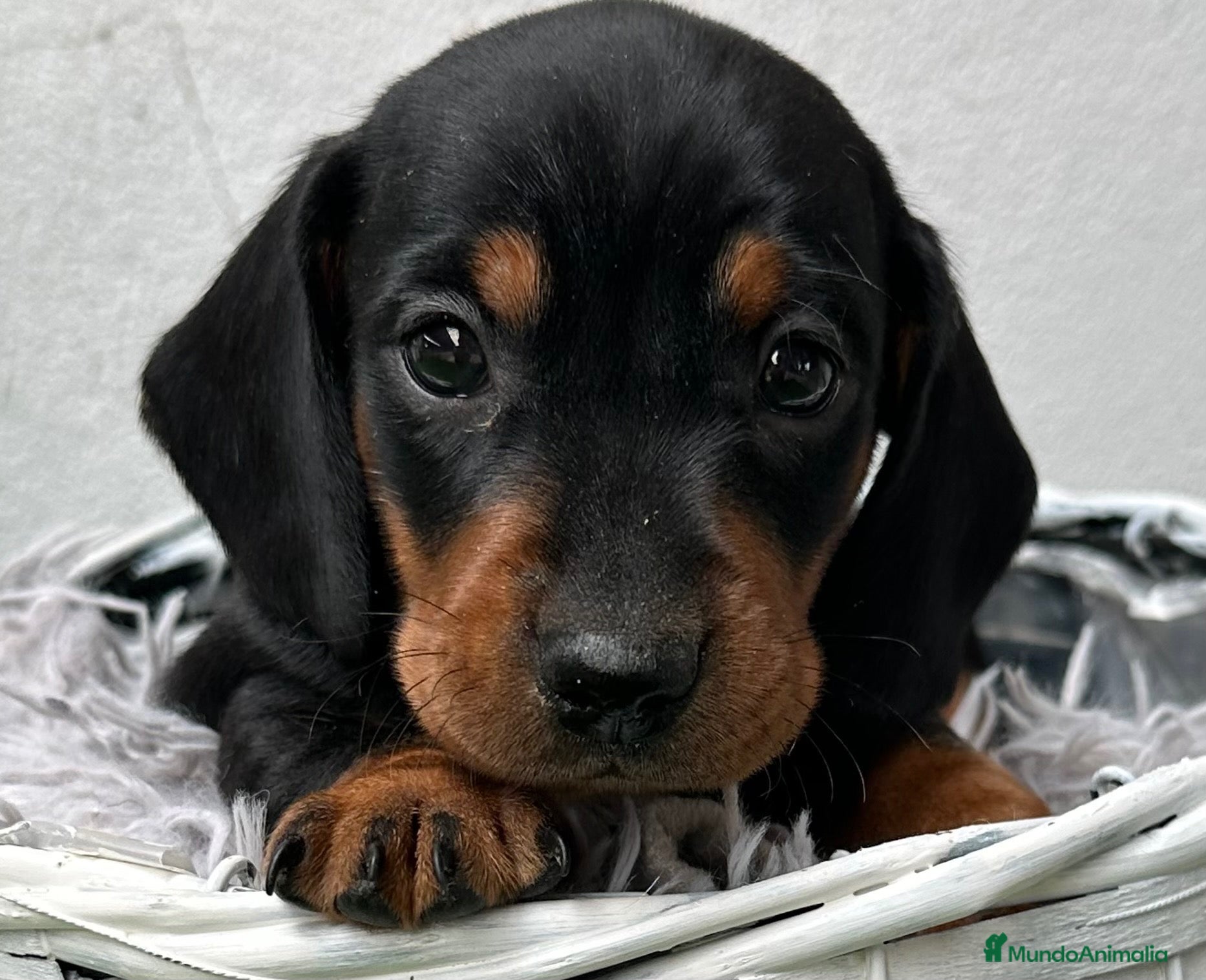 Teckel Miniatura perros TECKEL MINI  - Anuncio 1