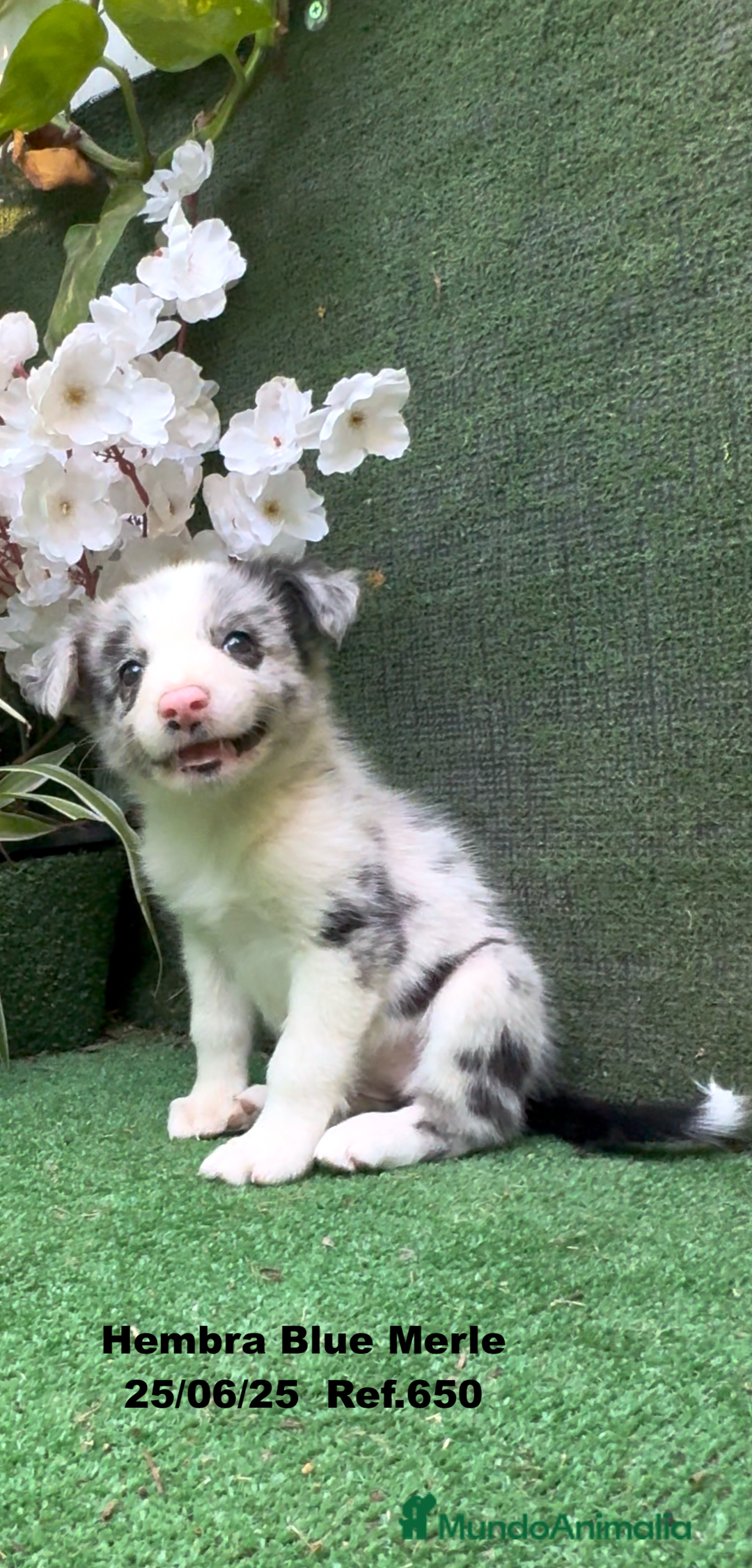 Border Collie perros en venta: BORDER COLLIE hembras Blue Merle - Imagen 18