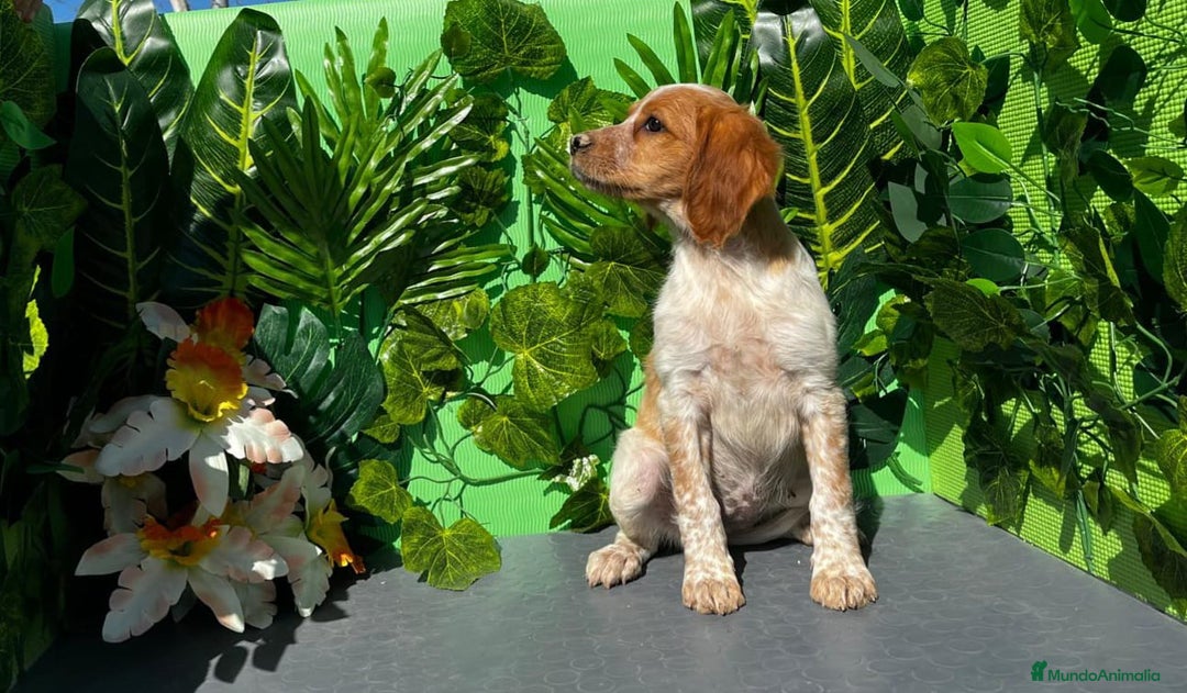 Épagneul Breton perros en venta: 🐾 Camada de Spaniel Bretón Blanco y Naranja 🐶✨ - Imagen 2