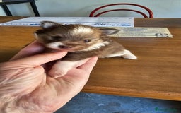 Pomerania perros en venta: Espectaculares Pomerania - Imagen 2