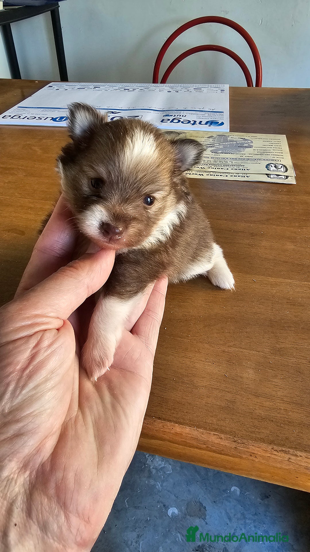 Pomerania perros en venta: Espectaculares Pomerania - Imagen 2
