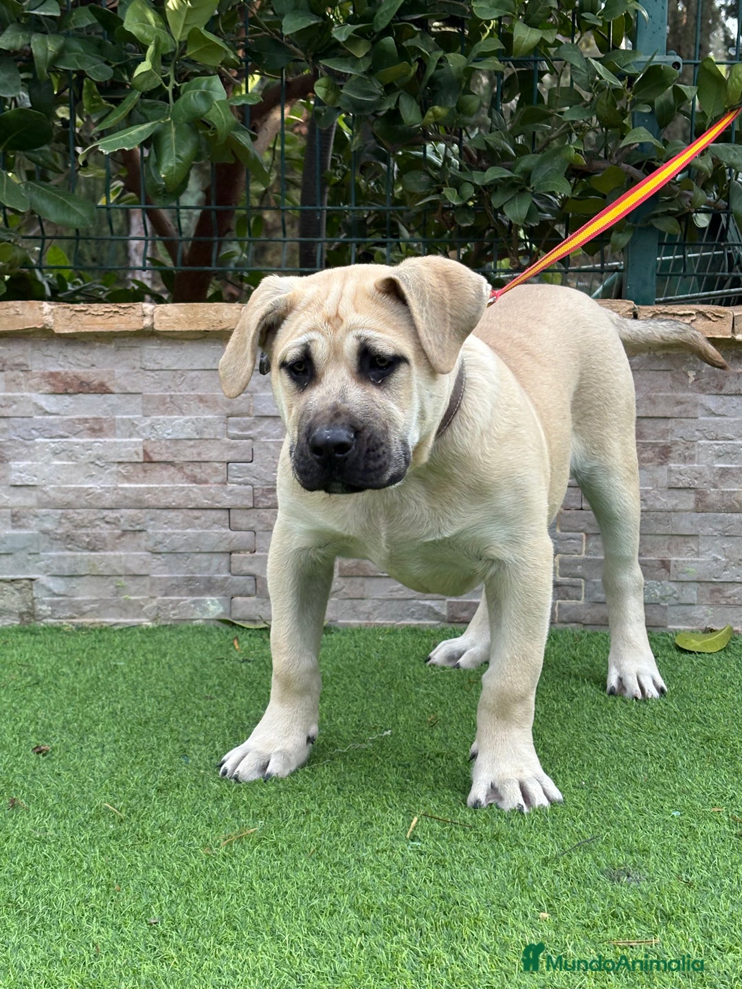 Presa Canario perros en venta: Cachorro presa canario  - Anuncio 8