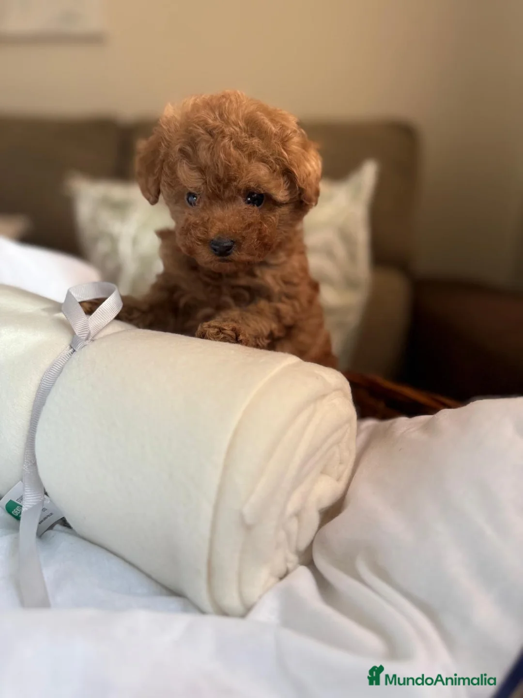 Caniche Toy perros en venta: Caniche TOY Macho líneas asiáticas  - Anuncio 3