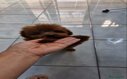 Caniche Toy perros en venta: MACHO CANICHE TOY ASIATICO 100% - Imagen 2