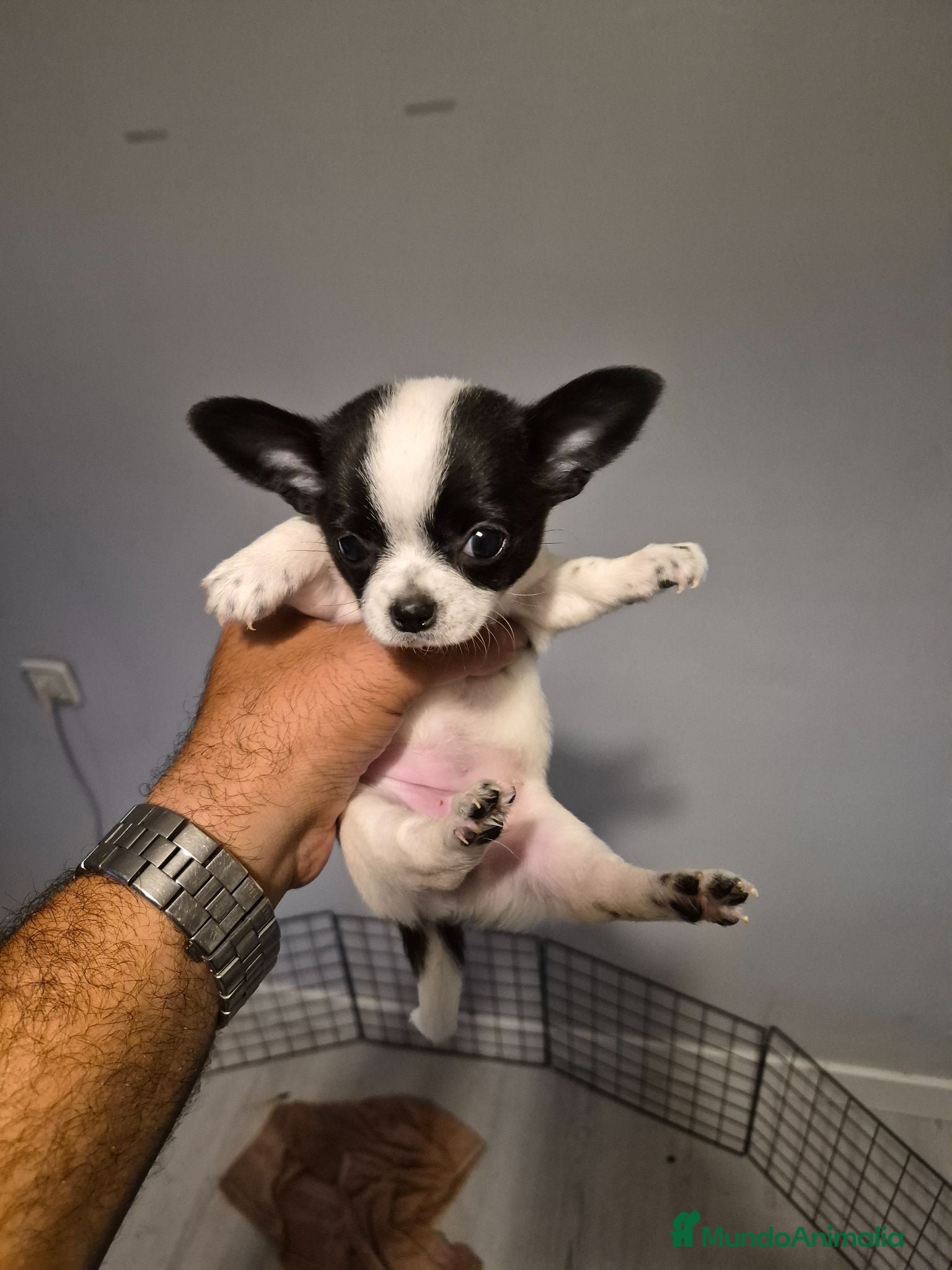 Chihuahua perros Impresionantes chihuahuas de una calidad maxima - Anuncio 3